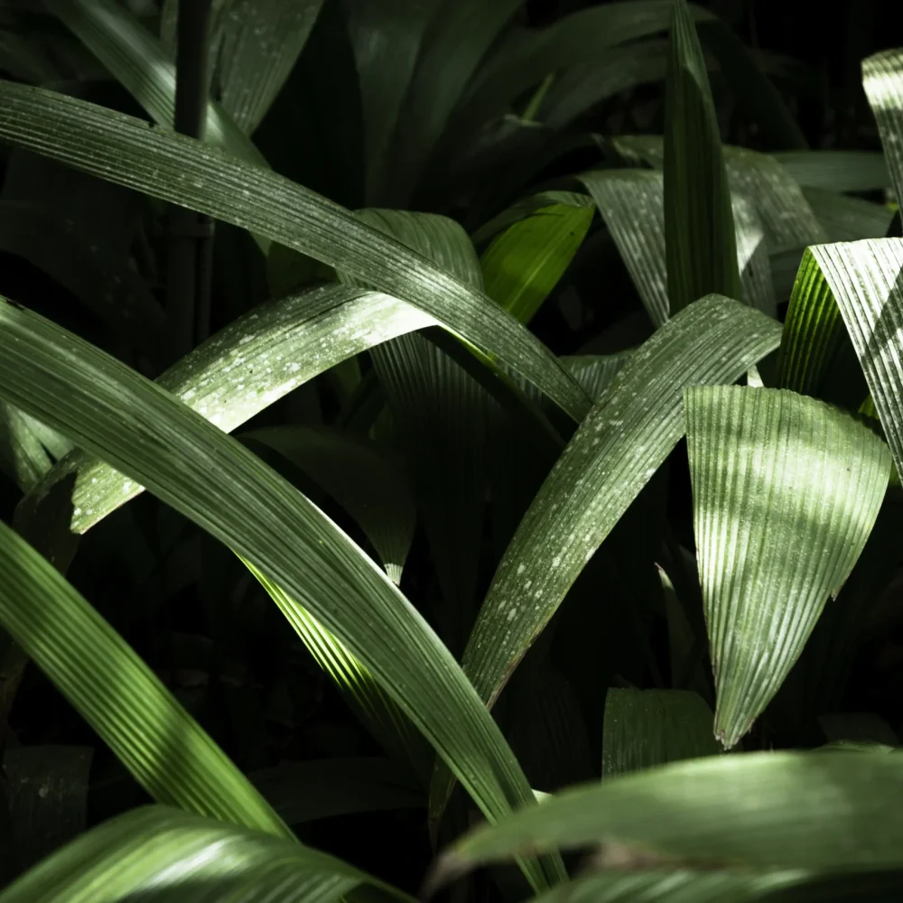 beautiful-exotic-leaves-background