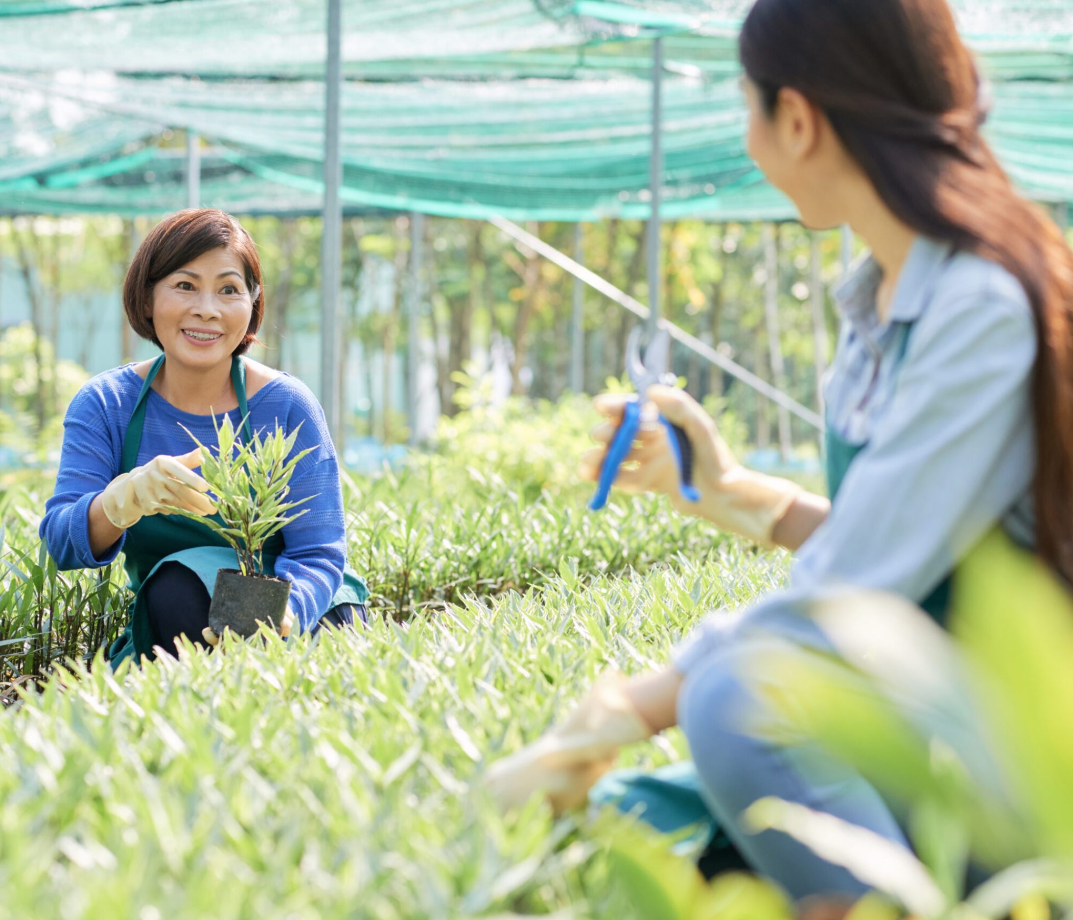 Mature female gardener holding plant and talking to her colleague while she cutting leaves of plants