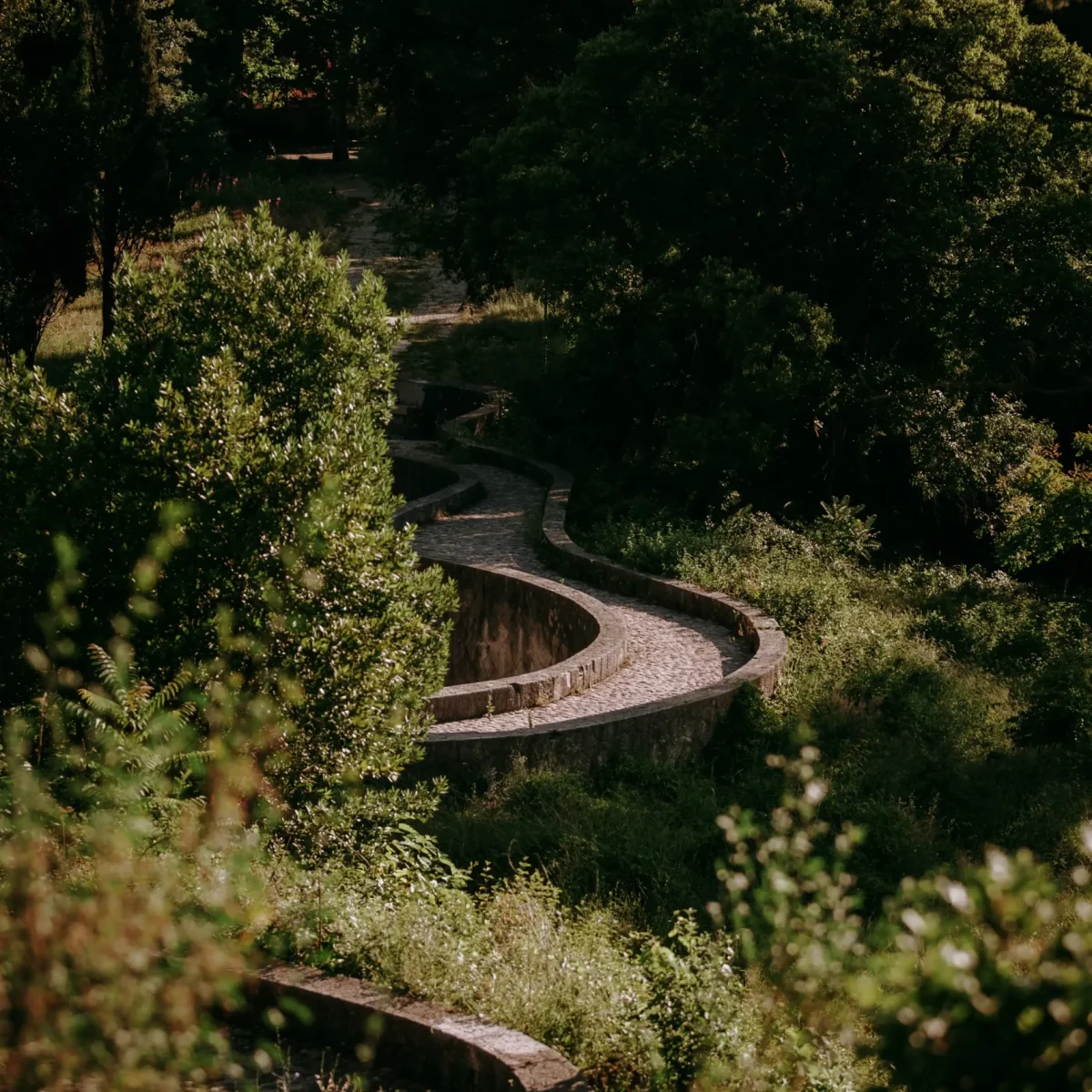 vertical-shot-curvy-pathway-forest