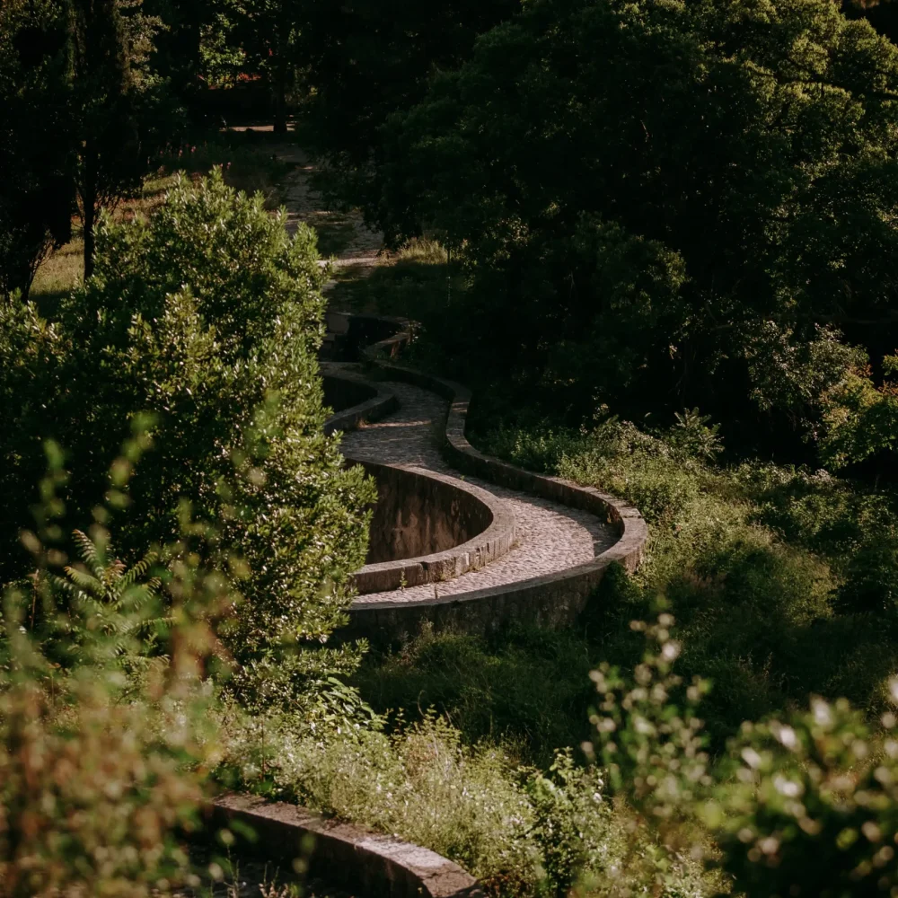 vertical-shot-curvy-pathway-forest