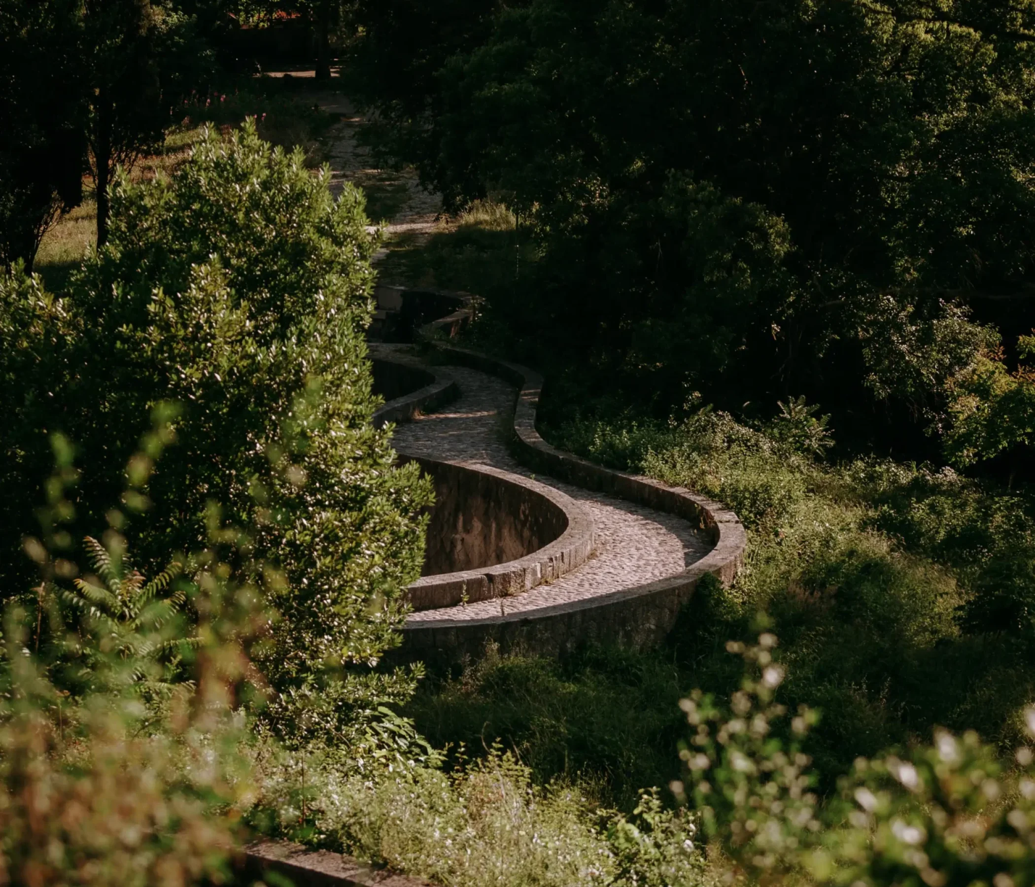 vertical-shot-curvy-pathway-forest